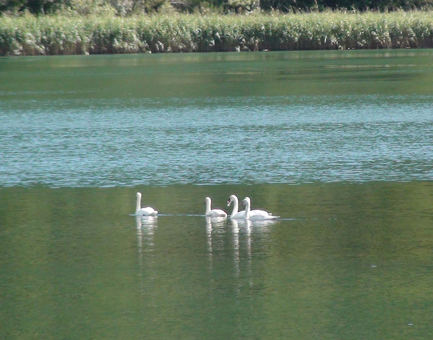 Хорватия. Национальный парк Крка. Лебеди.
