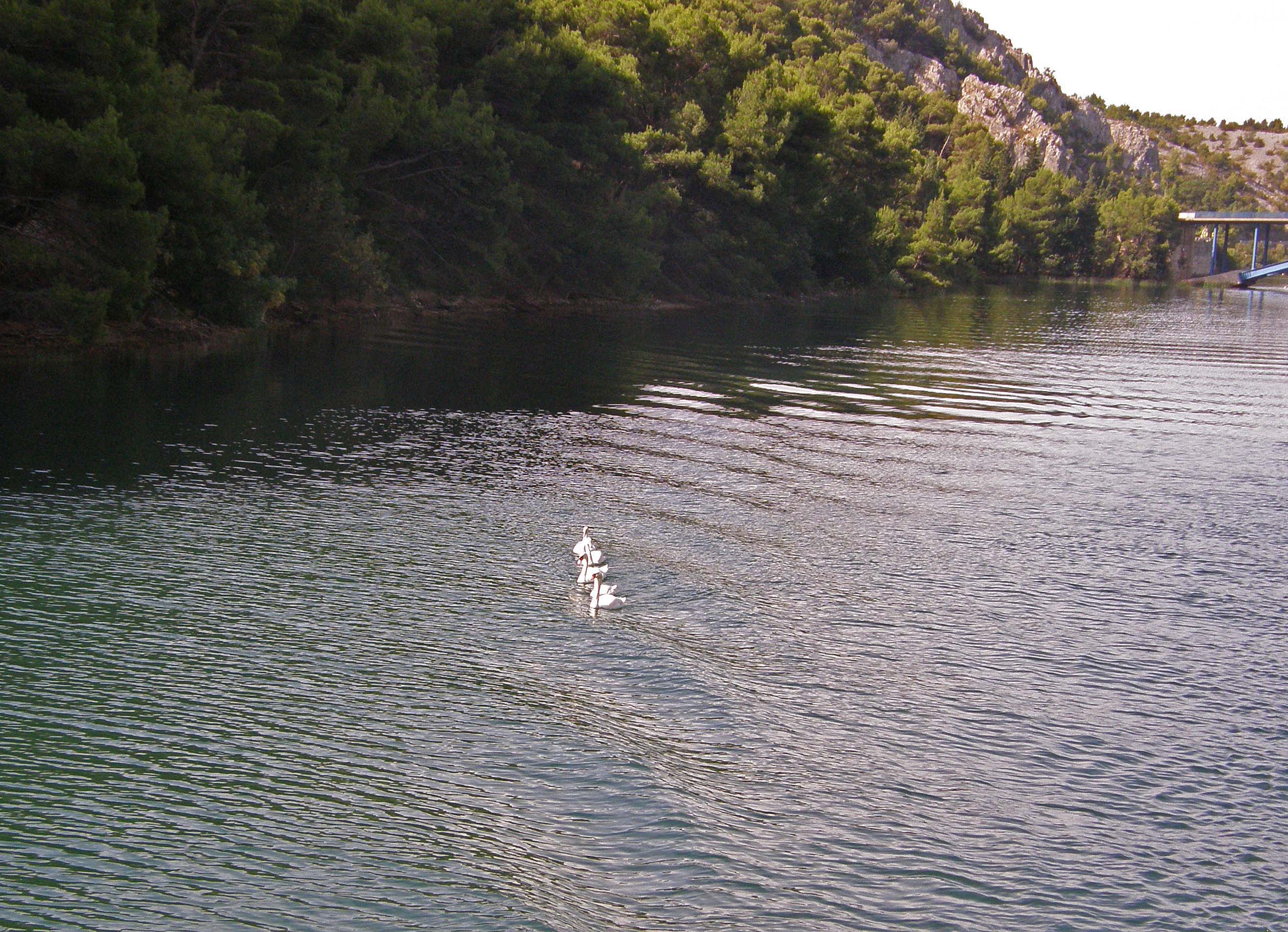 Хорватия. Национальный парк Крка. Лебеди.
